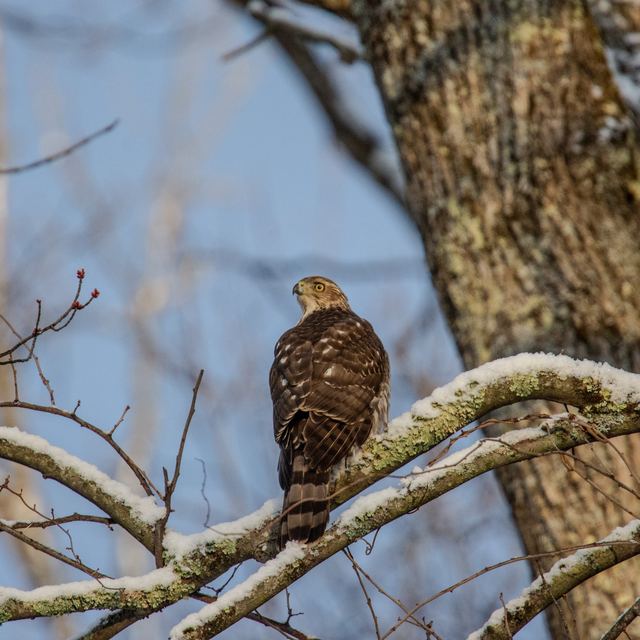 Cooper's Hawk
