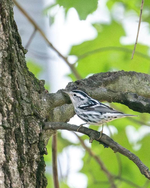 Black-and-white Warbler