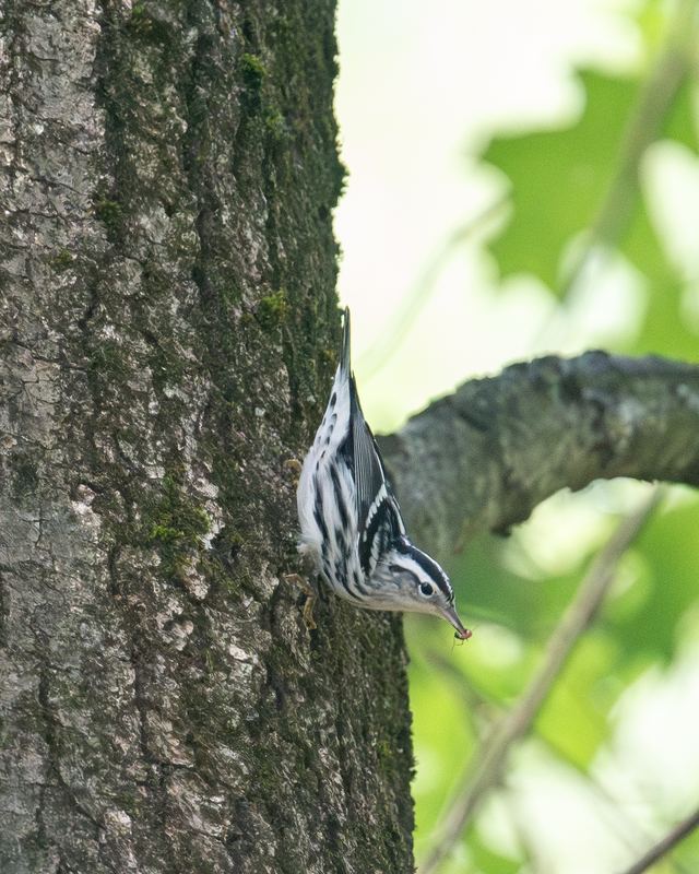 Black-and-white Warbler