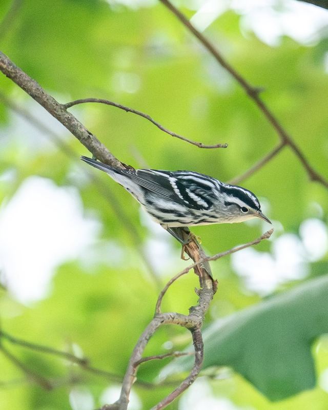Black-and-white Warbler