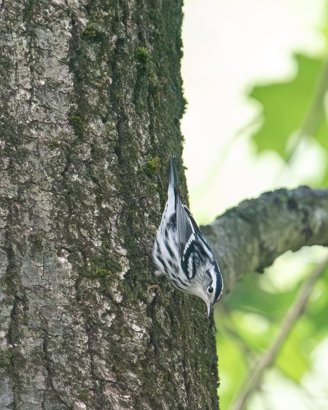 Black-and-white Warbler