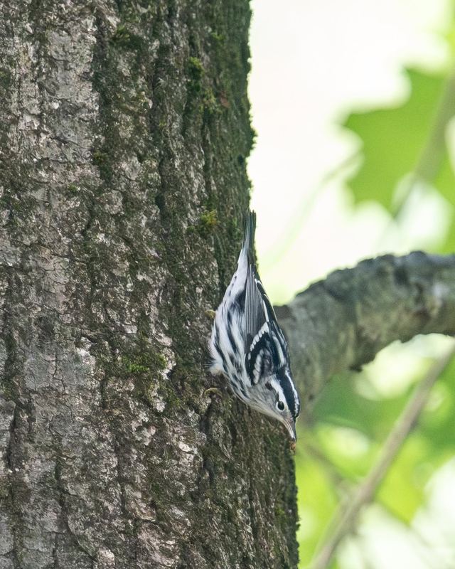Black-and-white Warbler