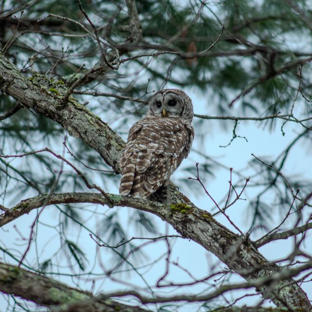 Barred Owl