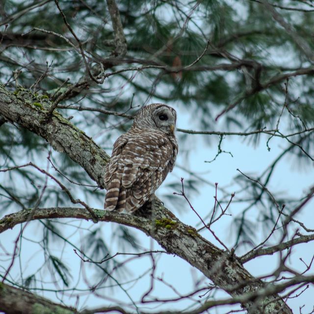 Barred Owl