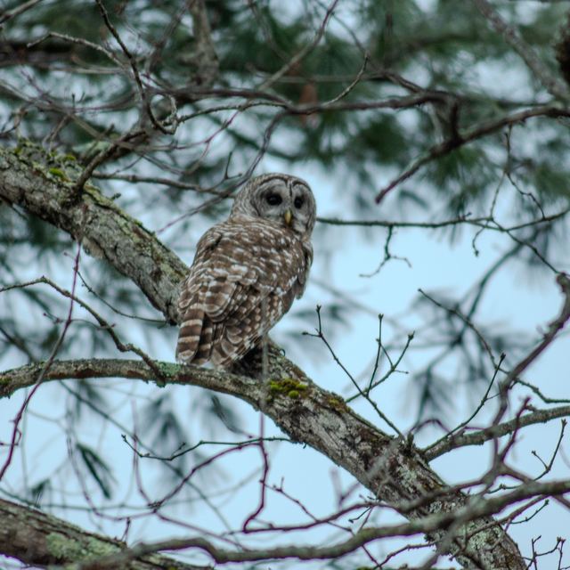 Barred Owl