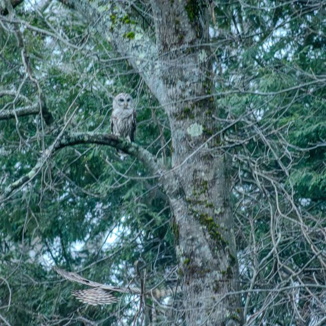 Barred Owl