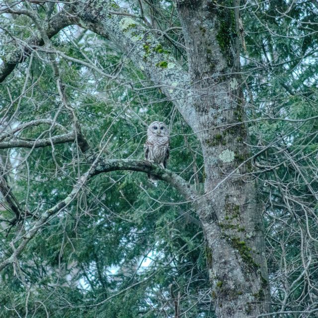 Barred Owl