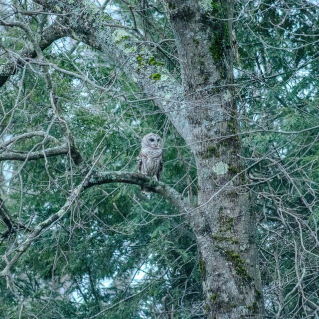 Barred Owl