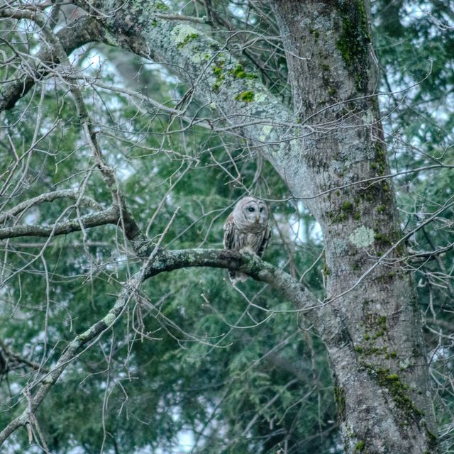 Barred Owl