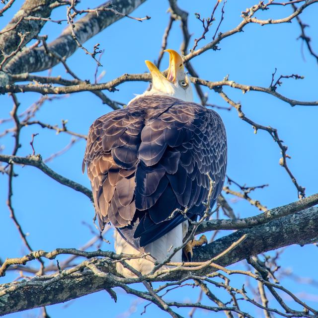 Bald Eagle