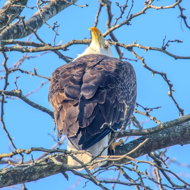 Bald Eagle