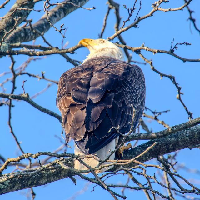 Bald Eagle