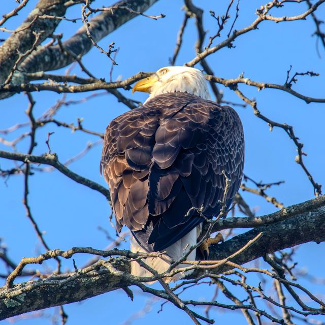 Bald Eagle