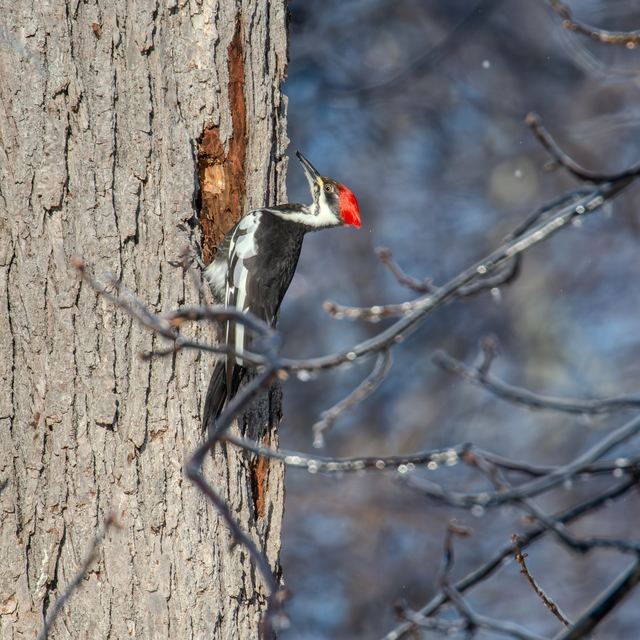 Pileated Woodpecker