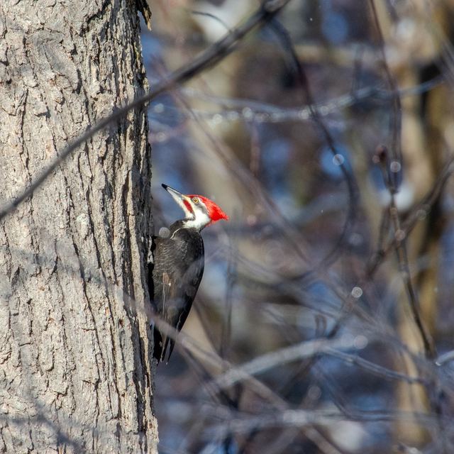 Pileated Woodpecker