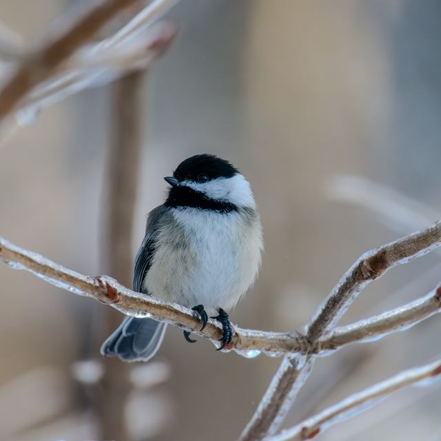 Black-capped Chickadee