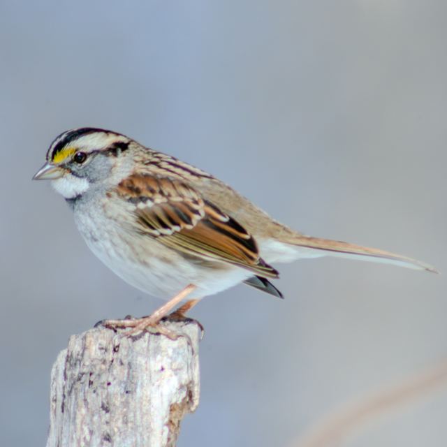 White-throated Sparrow
