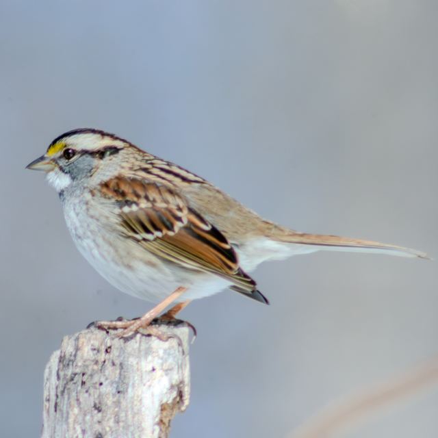 White-throated Sparrow