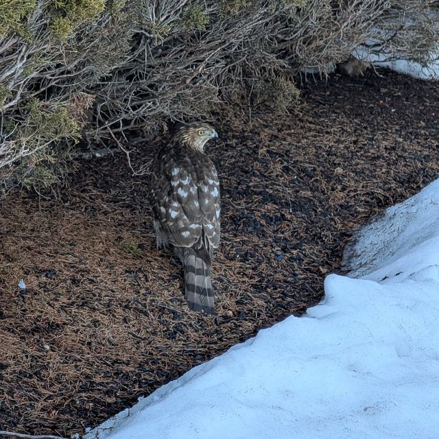 Cooper's Hawk