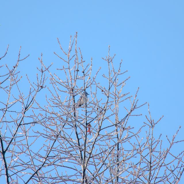 Blue Jay