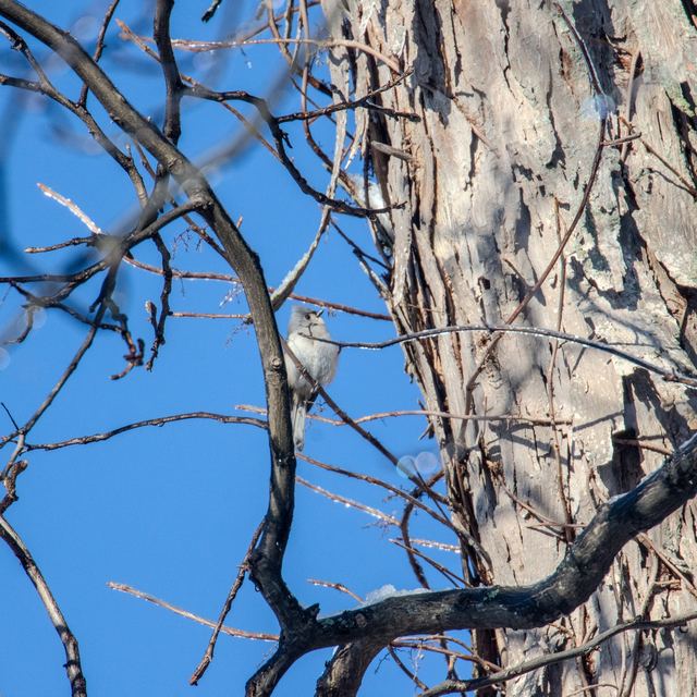 Tufted Titmouse