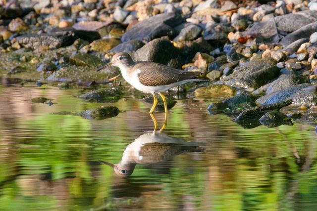 Spotted Sandpiper