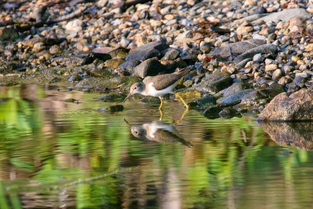 Spotted Sandpiper