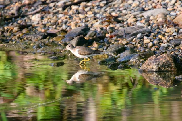 Spotted Sandpiper