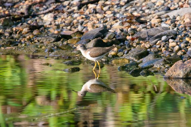 Spotted Sandpiper