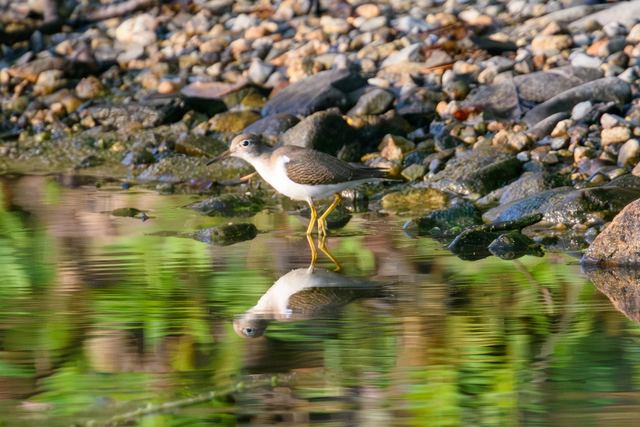 Spotted Sandpiper
