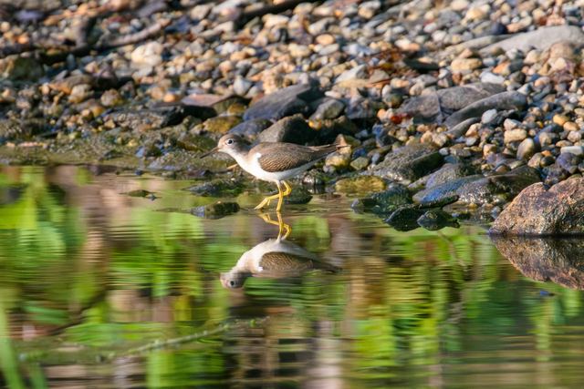 Spotted Sandpiper