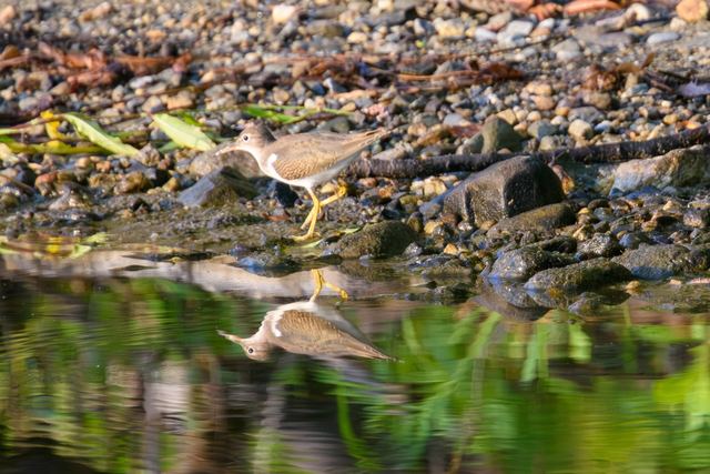Spotted Sandpiper