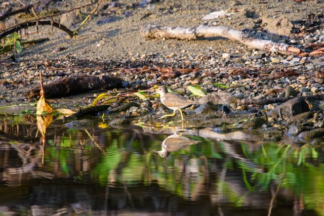 Spotted Sandpiper