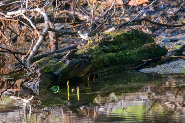 Spotted Sandpiper