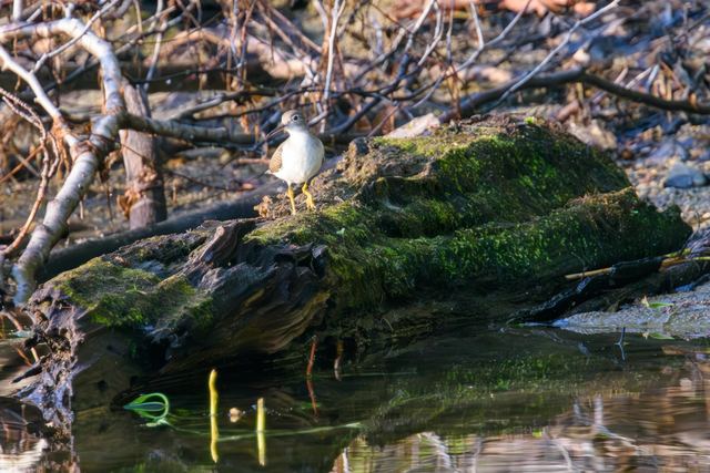 Spotted Sandpiper