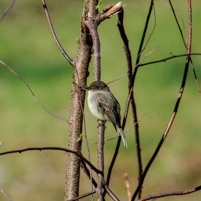 Eastern Phoebe