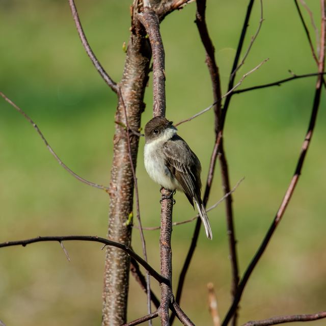 Eastern Phoebe