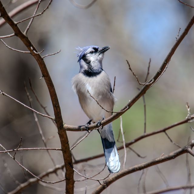 Blue Jay
