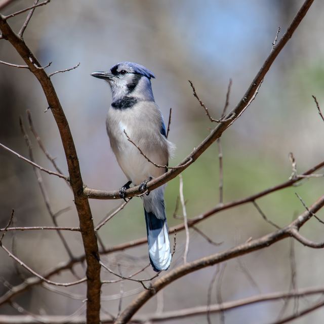 Blue Jay