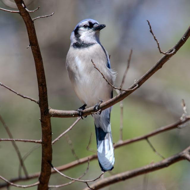 Blue Jay