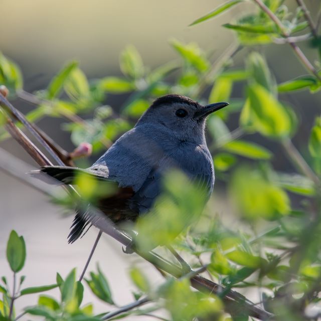 Gray Catbird