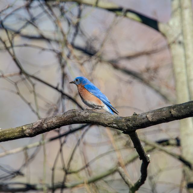 Eastern Bluebird