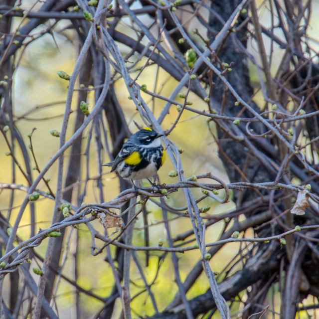 Yellow-rumped Warbler