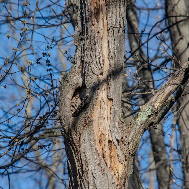 Barred Owl