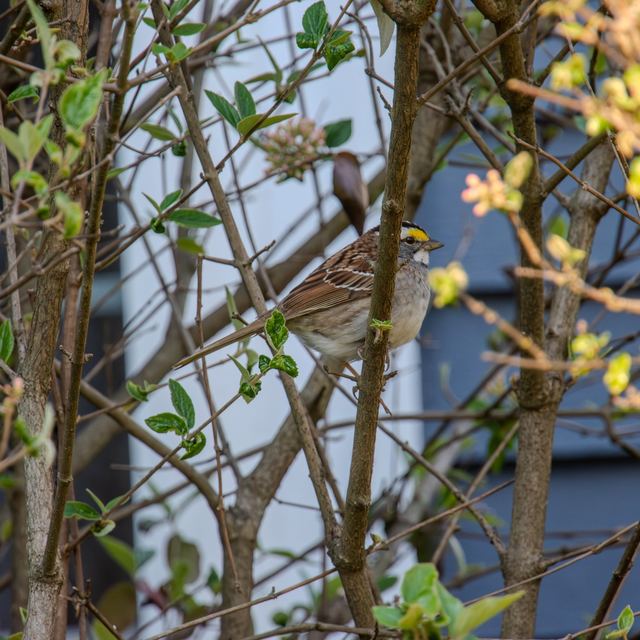 White-throated Sparrow