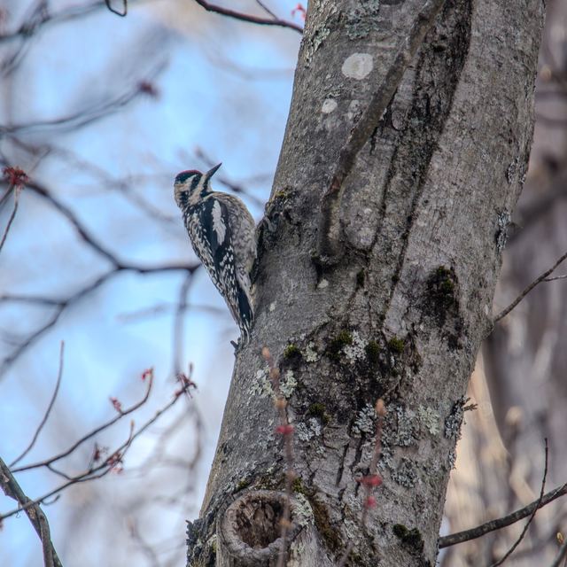Yellow-bellied Sapsucker