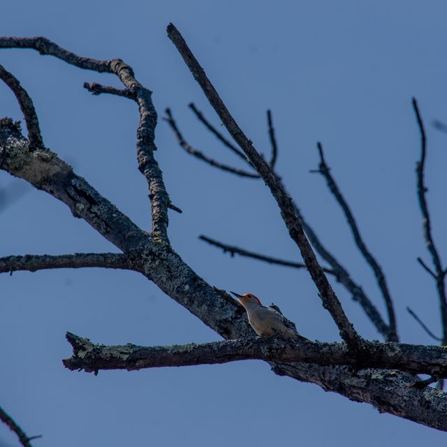 Red-bellied Woodpecker