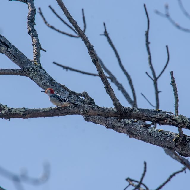 Red-bellied Woodpecker