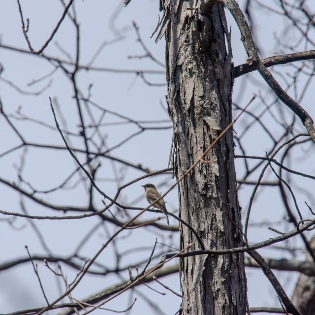 White-breasted Nuthatch