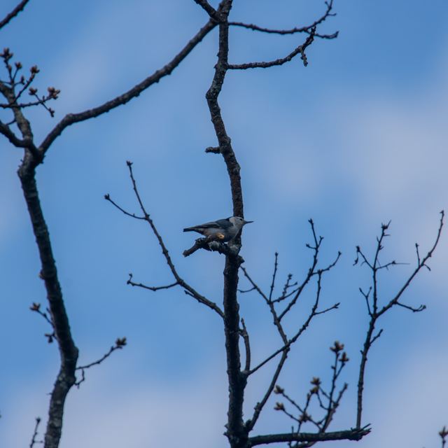 Chipping Sparrow